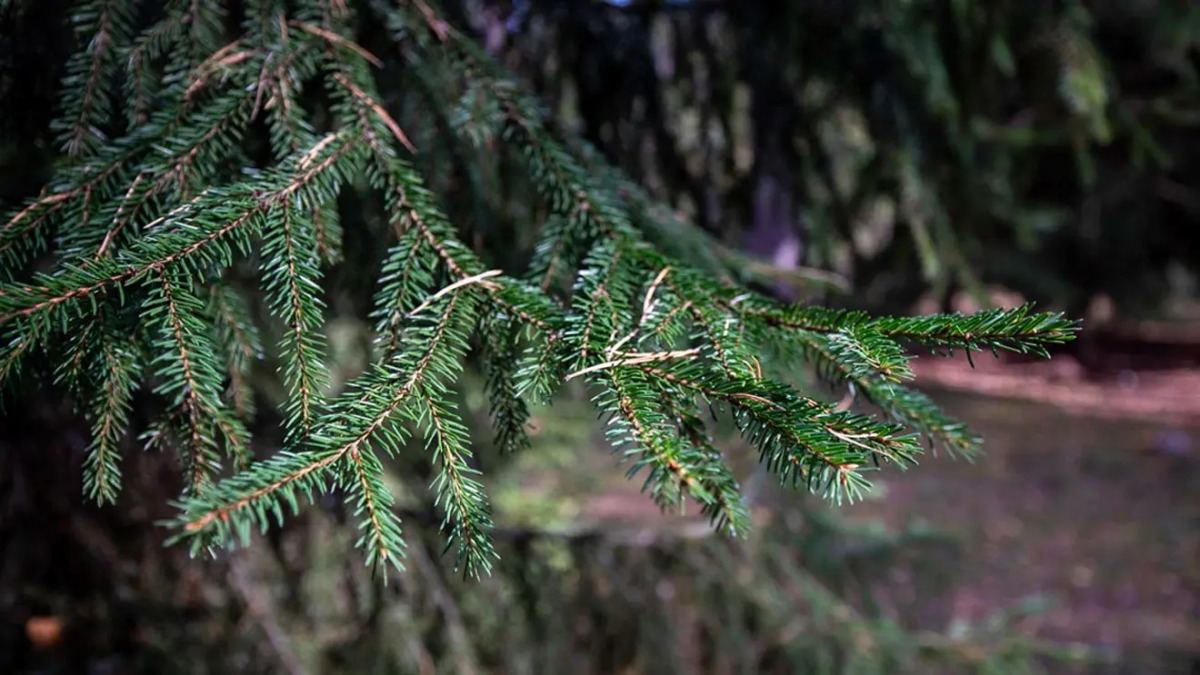 Отель База отдыха Заветное