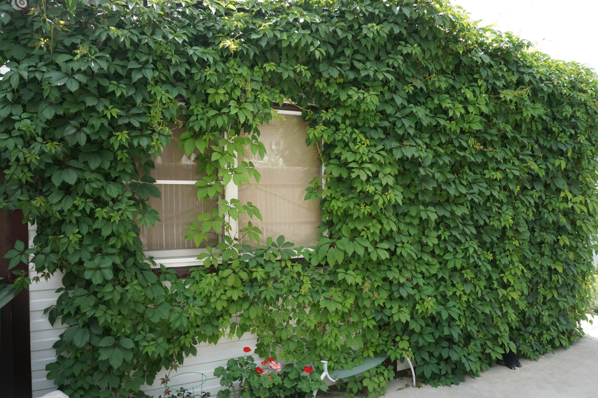 Country house "Coffee Tree"