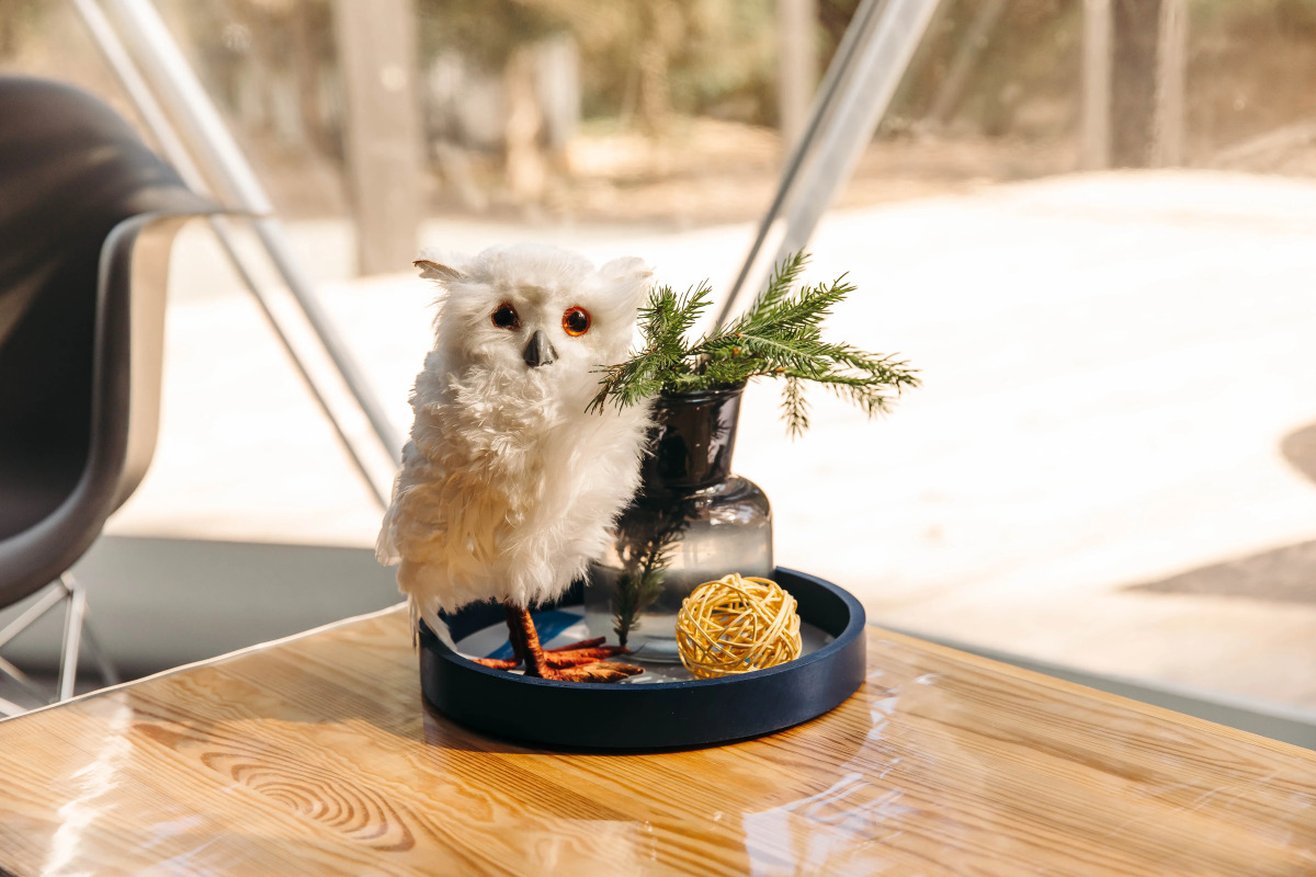 Шале Елки на горке 1