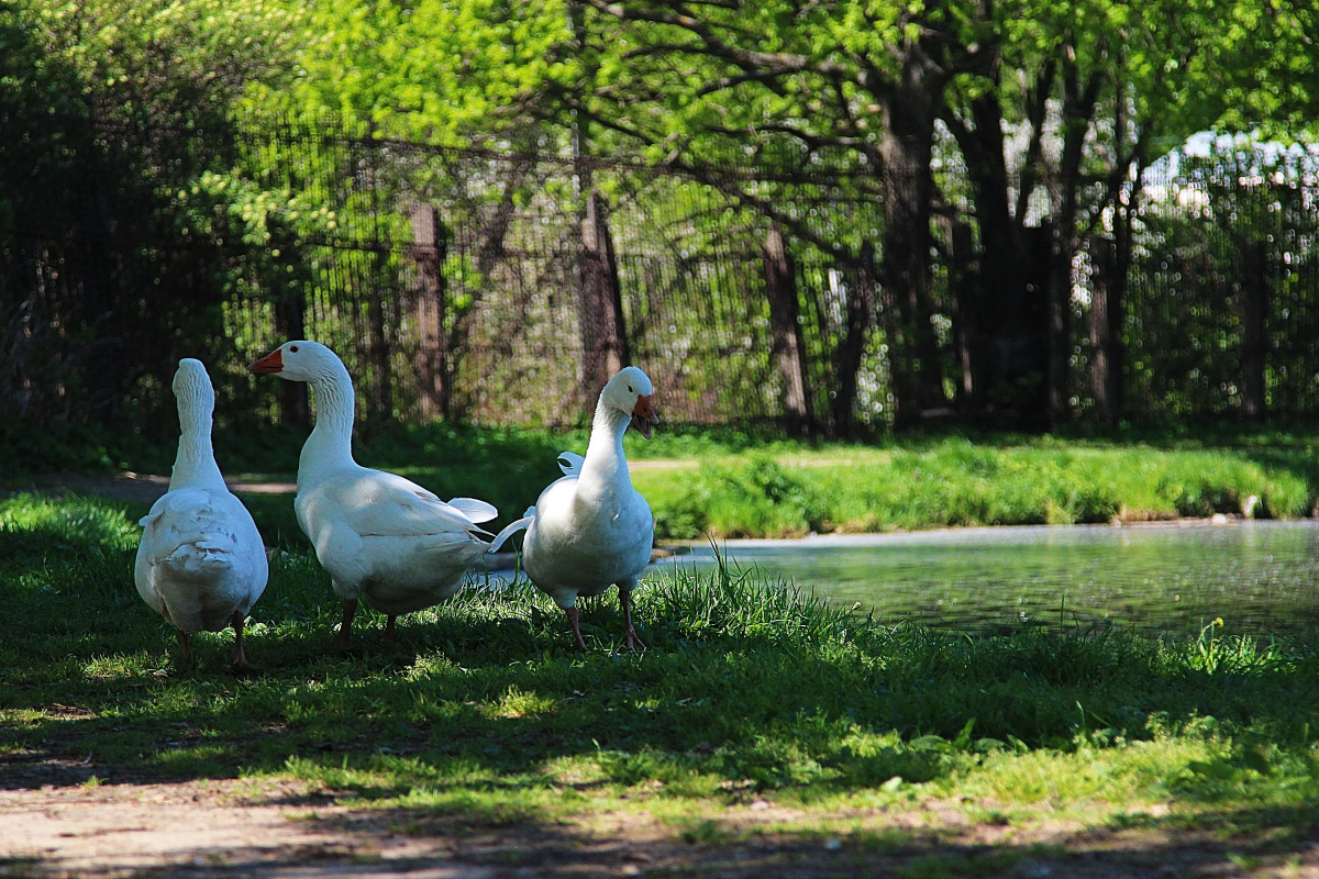 Апартаменты на Мельнице