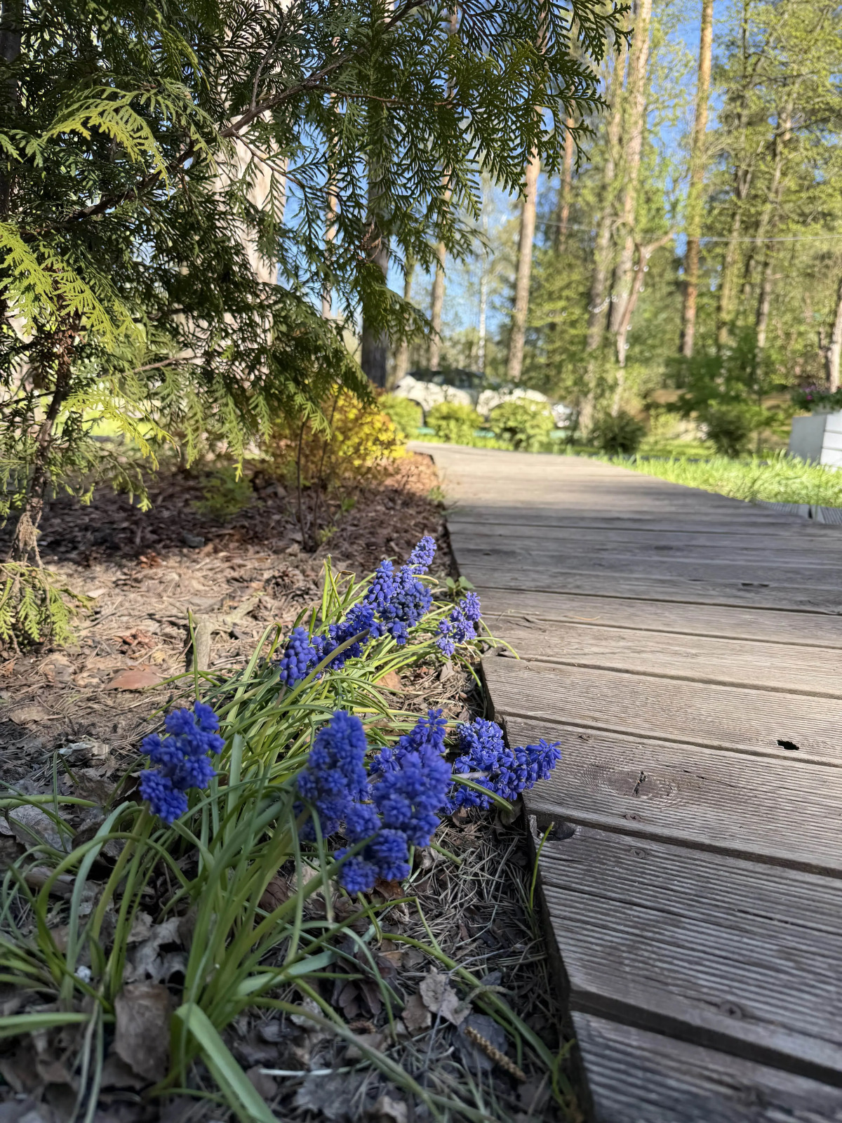 Коттедж 1 Скворешники