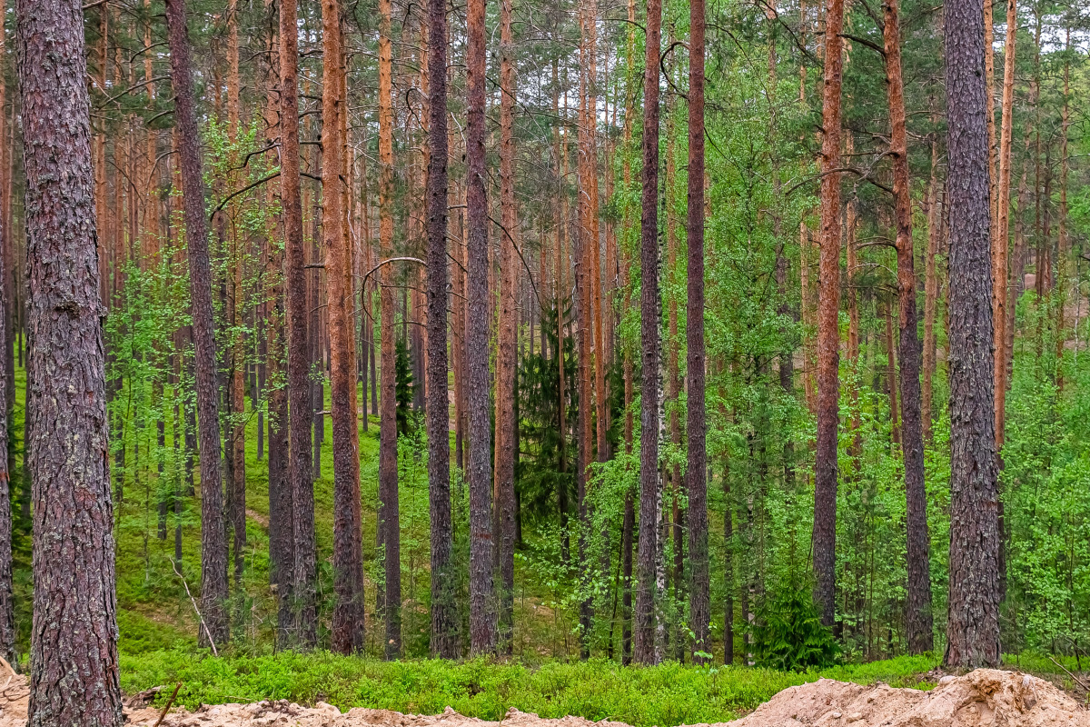 База отдыха Загородный клуб Радужный лес