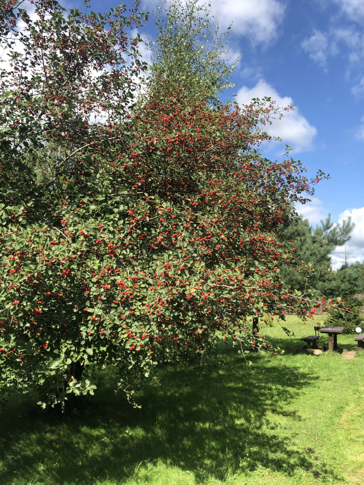 Бунгало Дункан