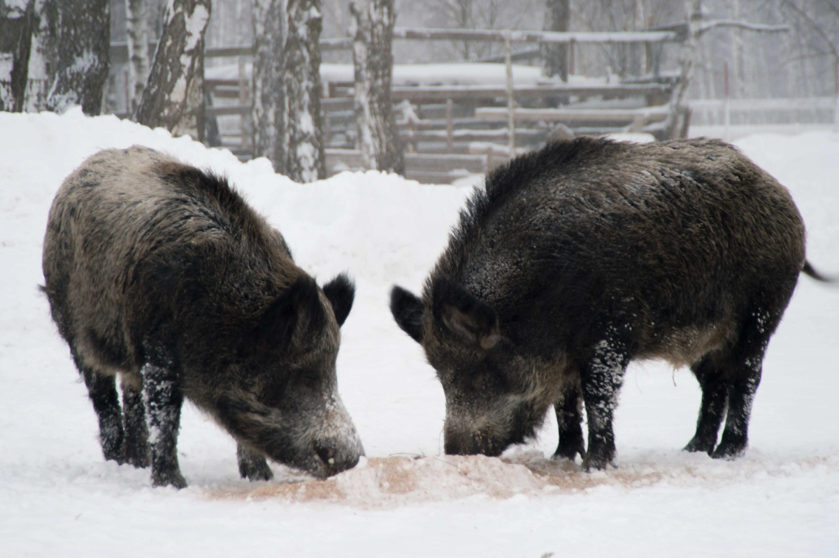 Замок La Ferme de Reve