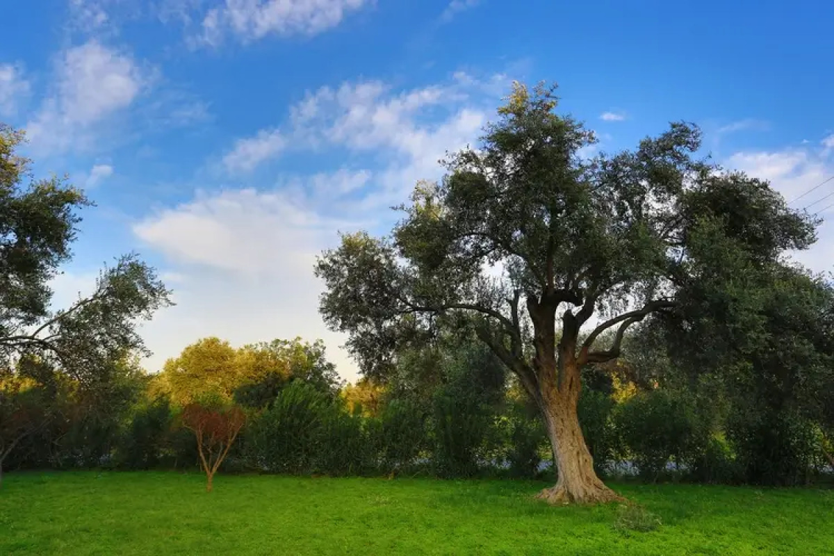 Отель The Ship Inn