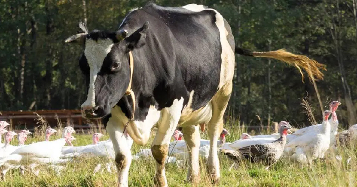 База Отдыха Арт Усадьба Веретьево