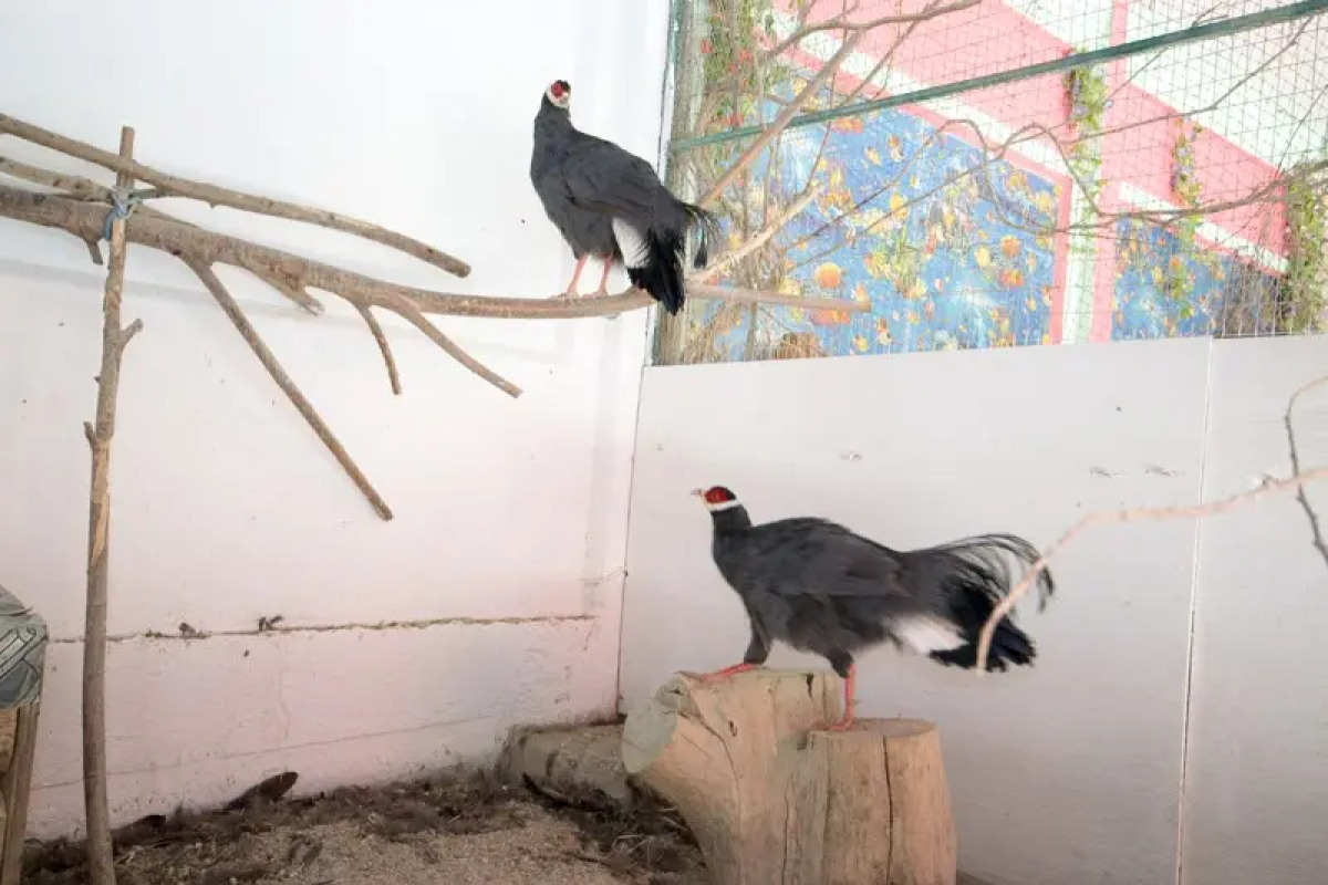 Пансионат Лазурный