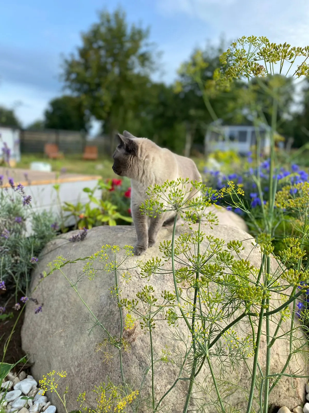 Шале Эльбрус в Коробицыно