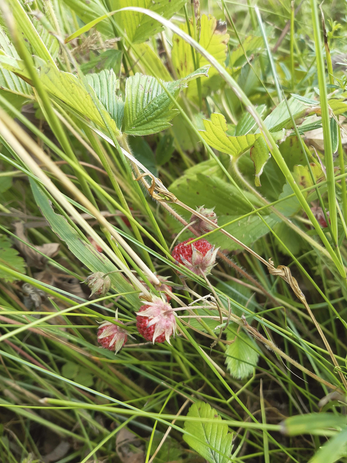 Гостевой дом в деревне Чернокуново