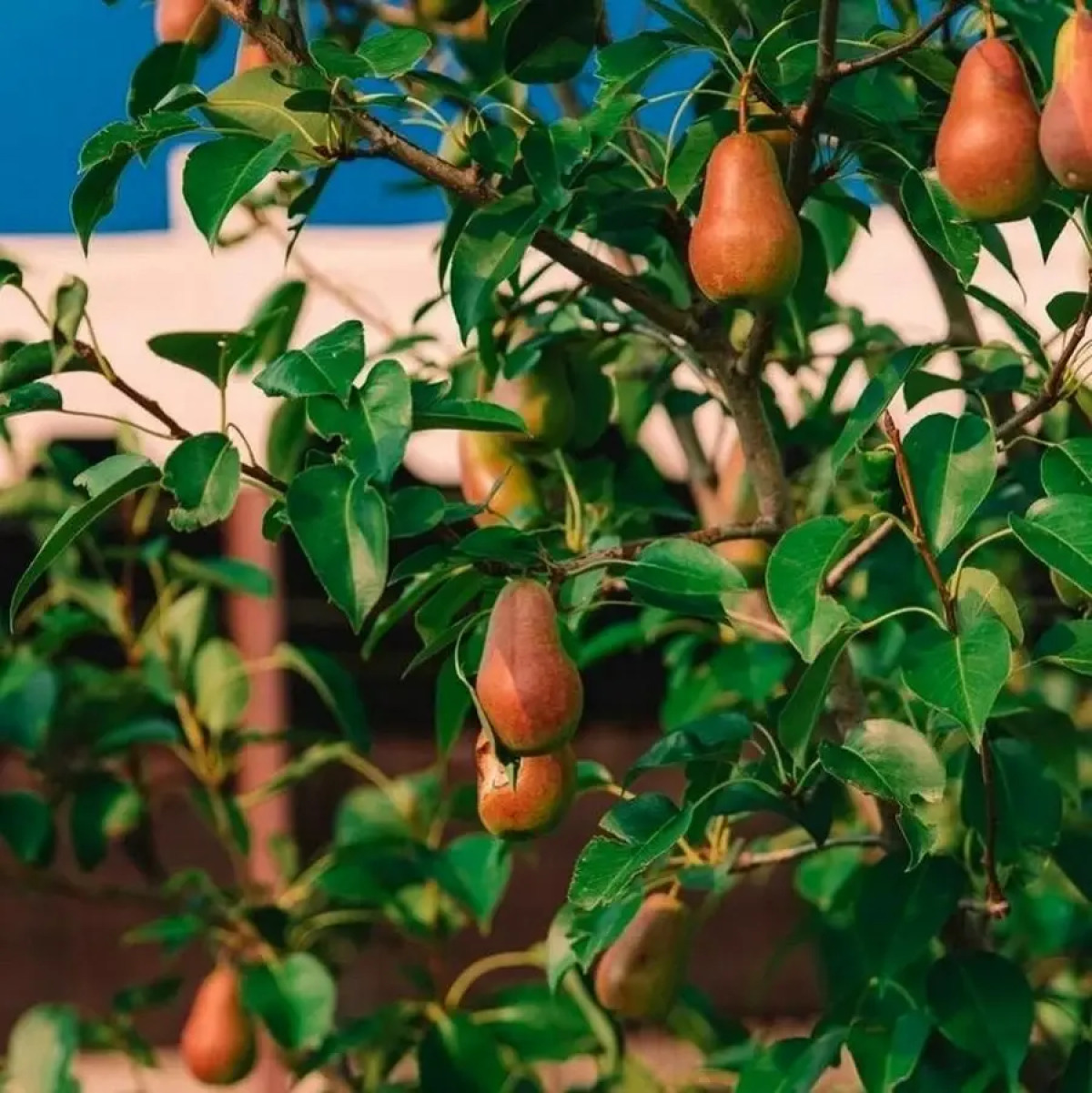 Гостевой Дом Казачий Хуторок