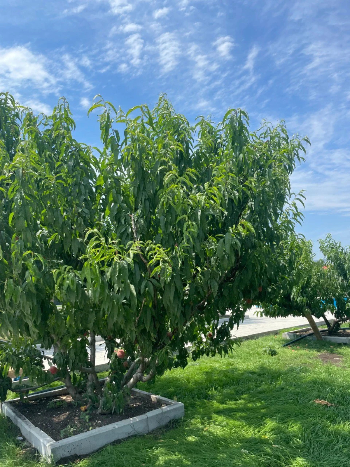 Персиковый Остров