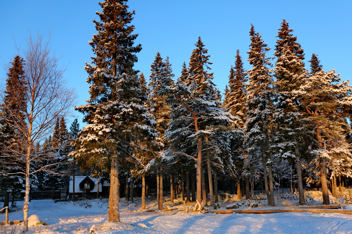 Отель Cedar Grass Белое Море