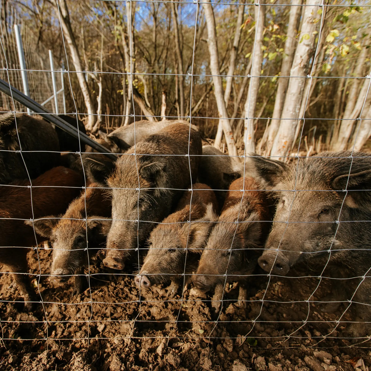 База отдыха Агротуристический комплекс Эль Ранчо