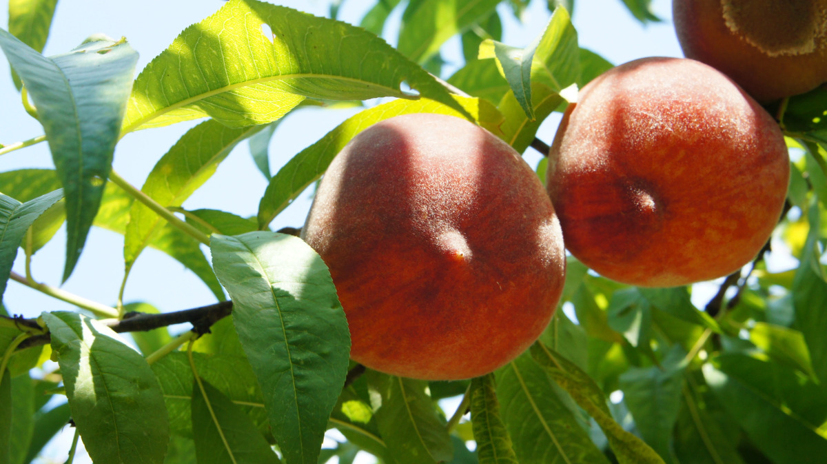 Гостевой дом Лукоморье в Алахадзе