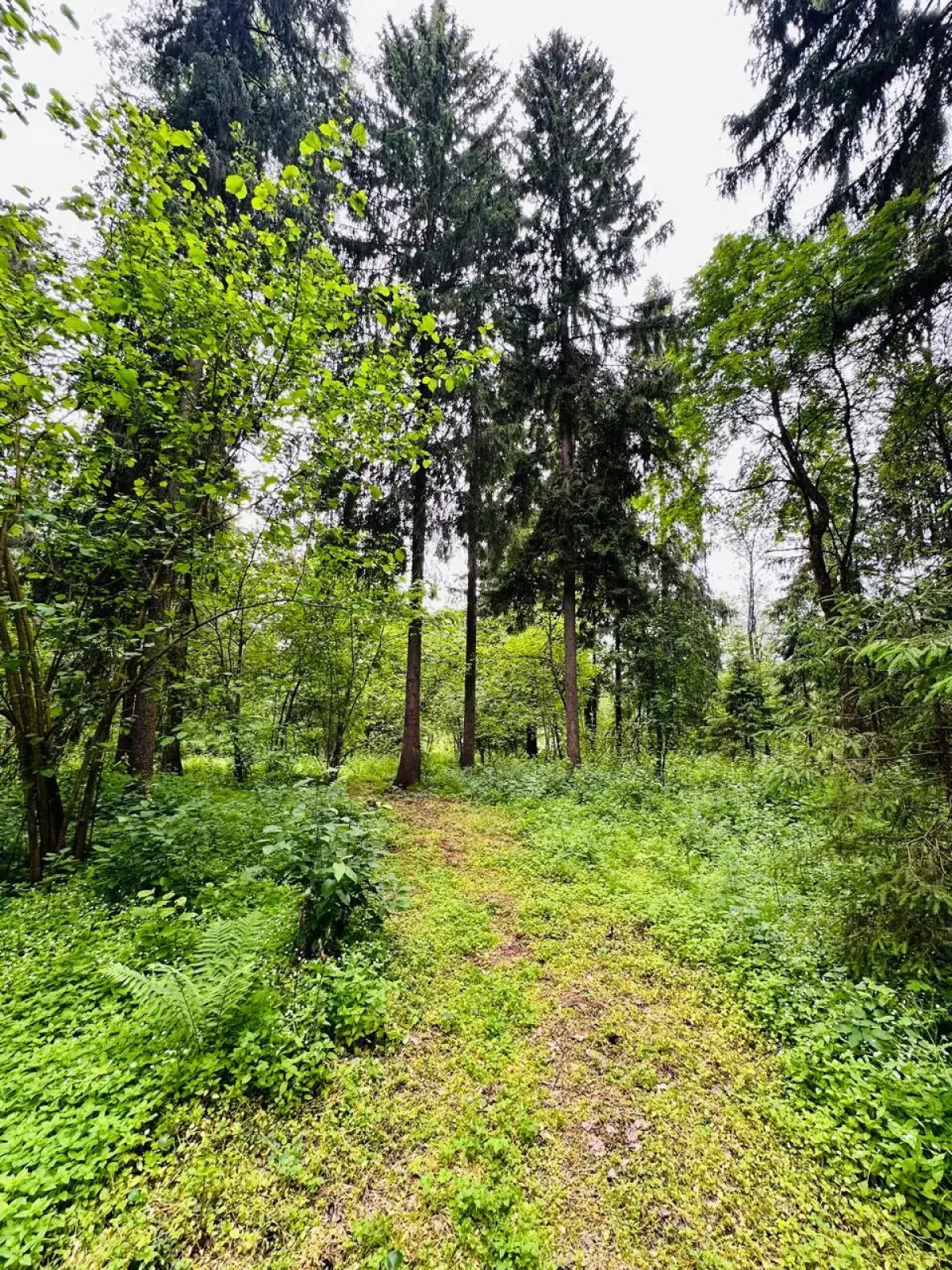 Шале Зеленый домик в лесу на Живописной улице