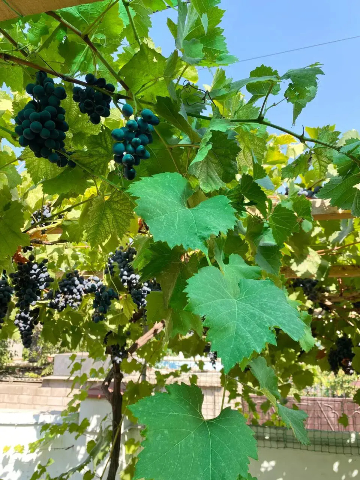 Гостевой дом Семейный отдых у моря