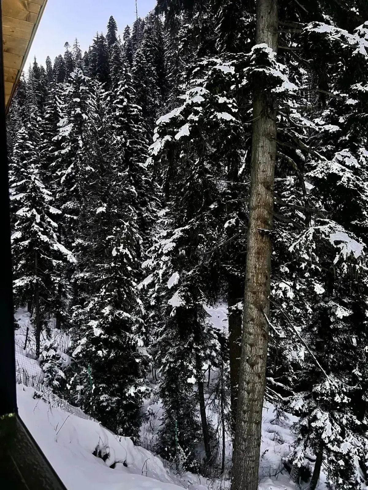 Шале Forest glamp