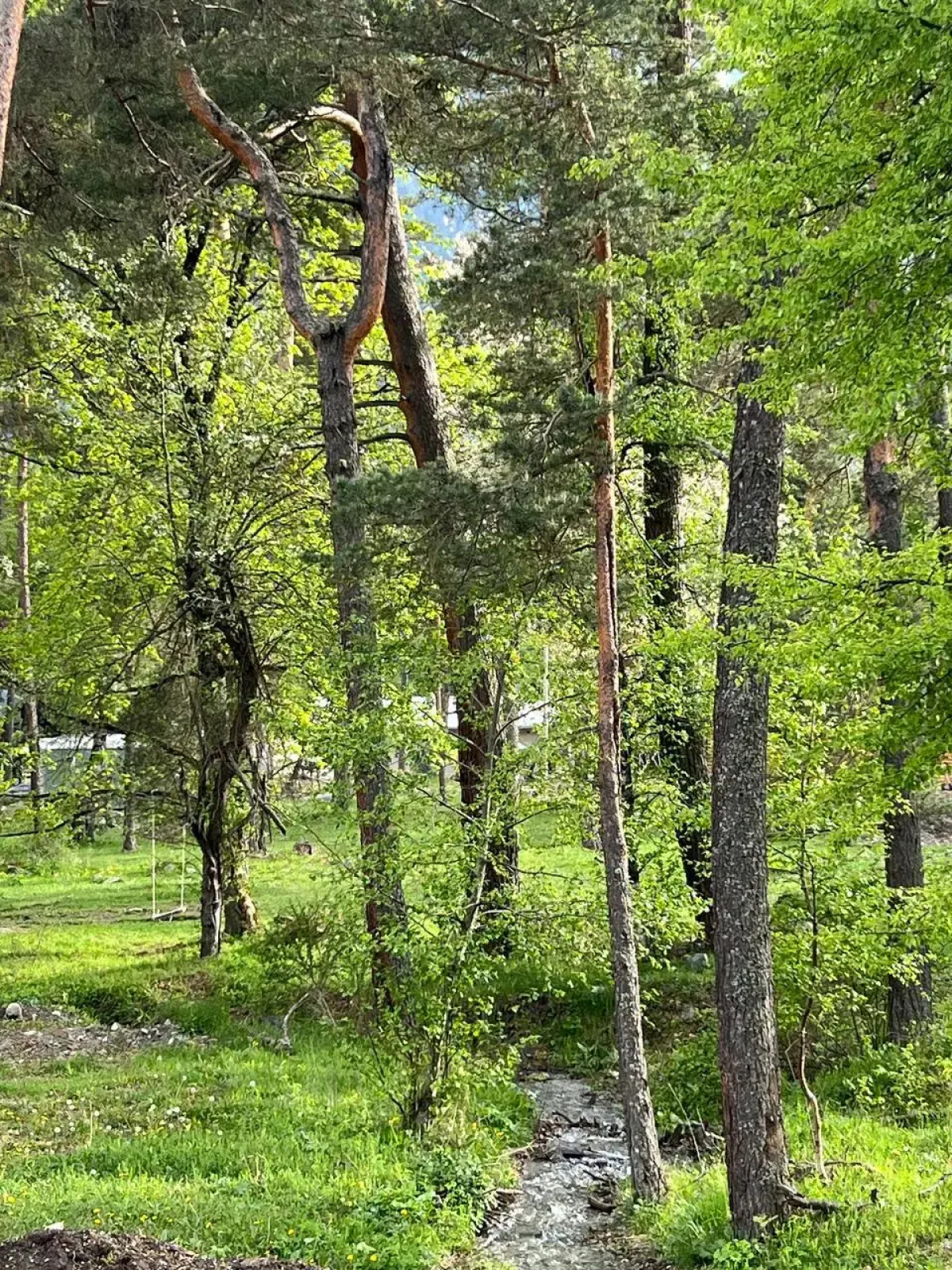 База отдыха Сосновка