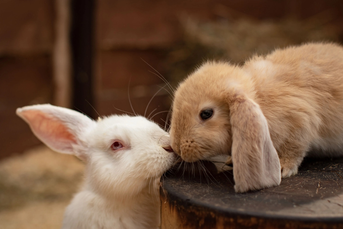 База отдыха Маламут Ленд