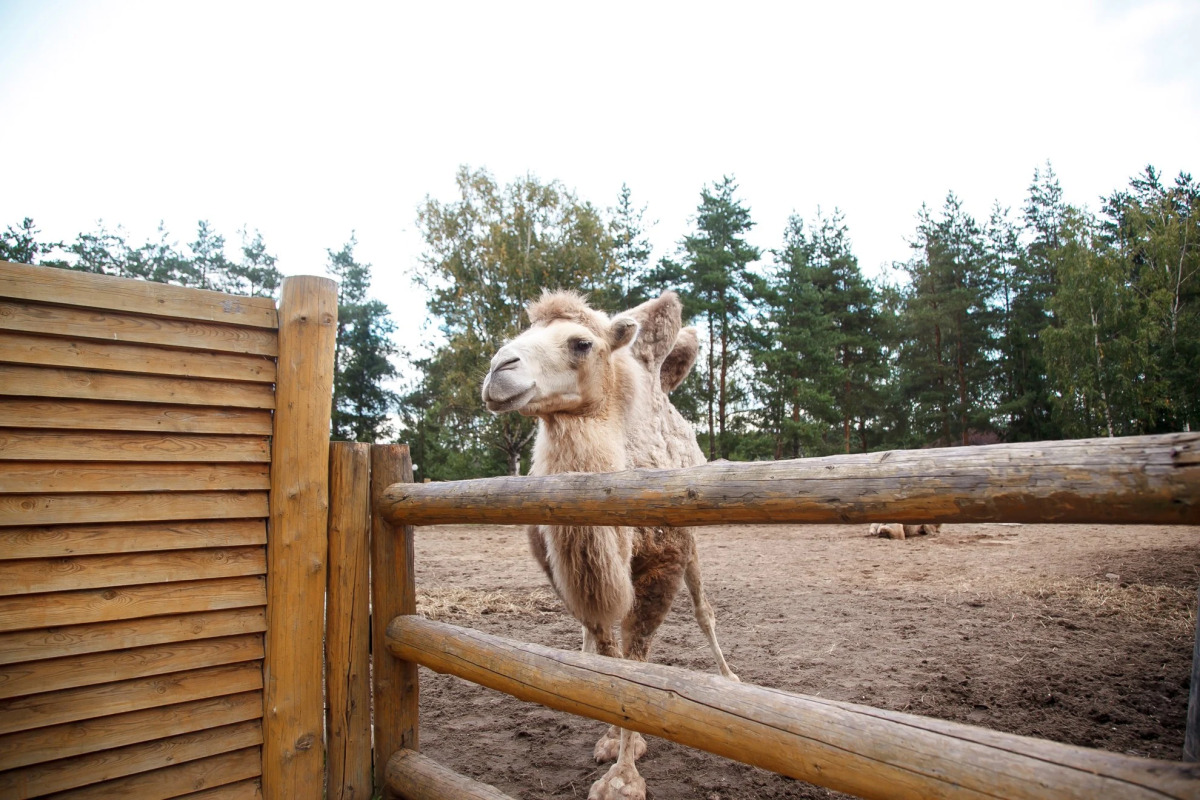 Отель Яхонты Ногинск
