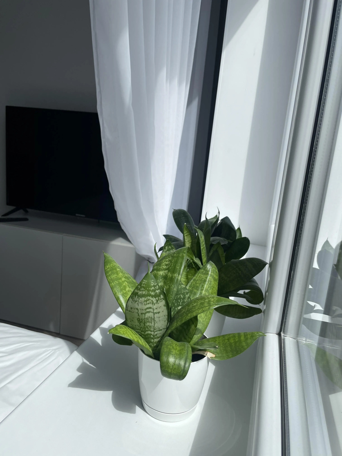 Апартаменты у моря Зеленоградск