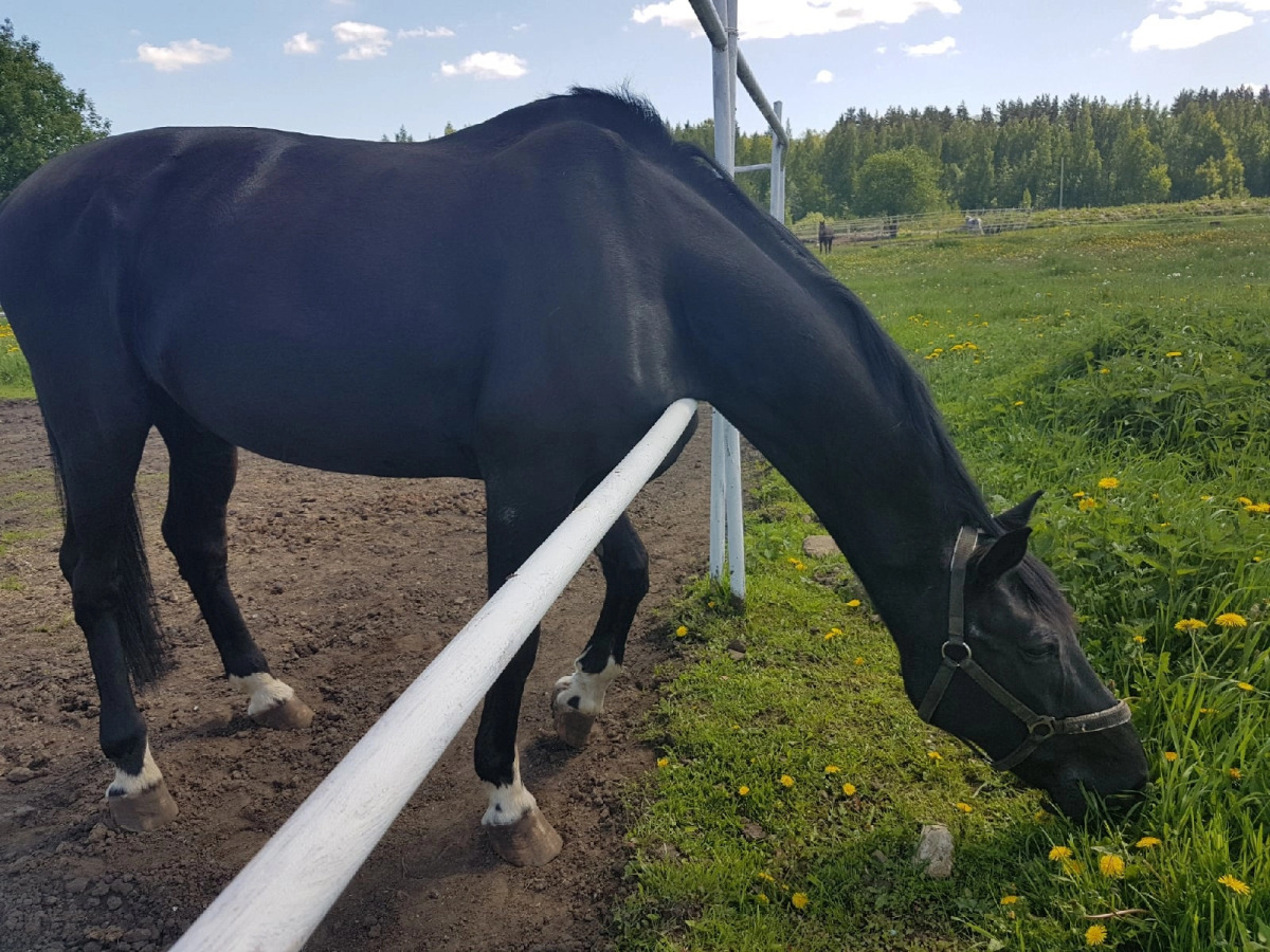 Апартаменты  ЖК Ясно Янино