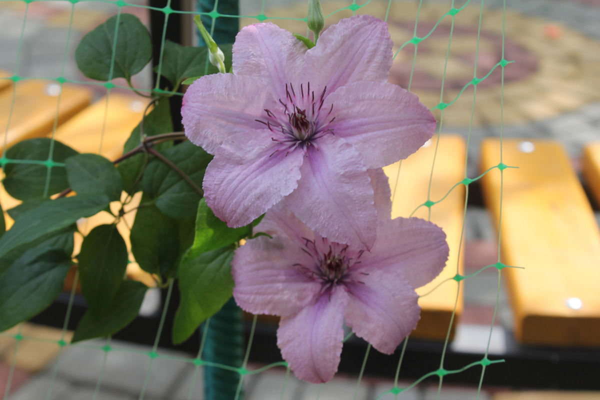 Гостевой Дом Елена