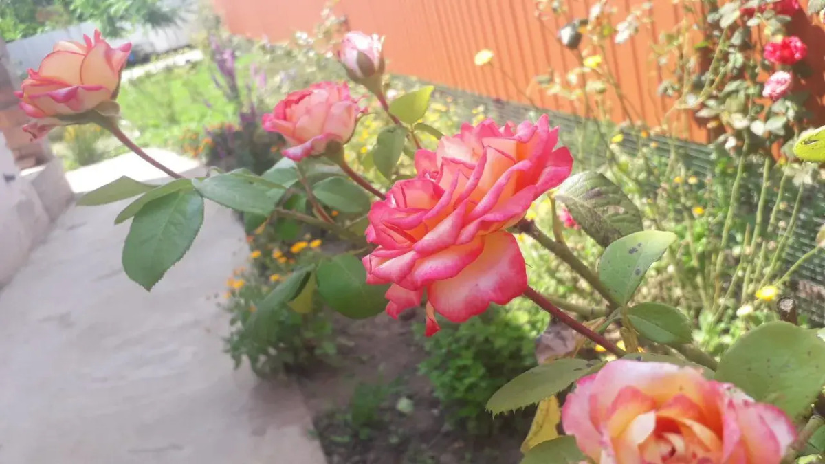 Частный дом Feel House