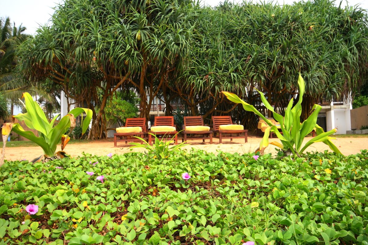 Отель Temple Tree Resort & Spa