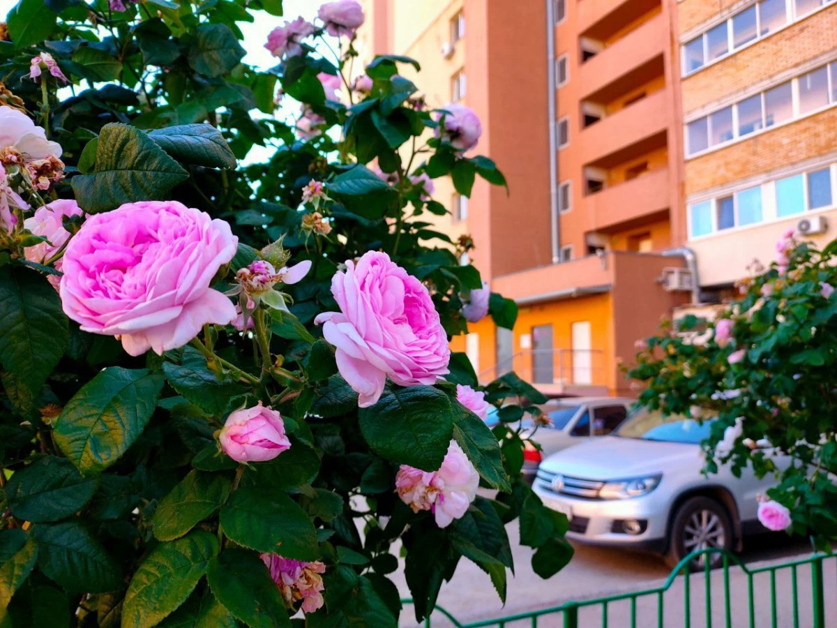 Апартаменты Mango Fresh