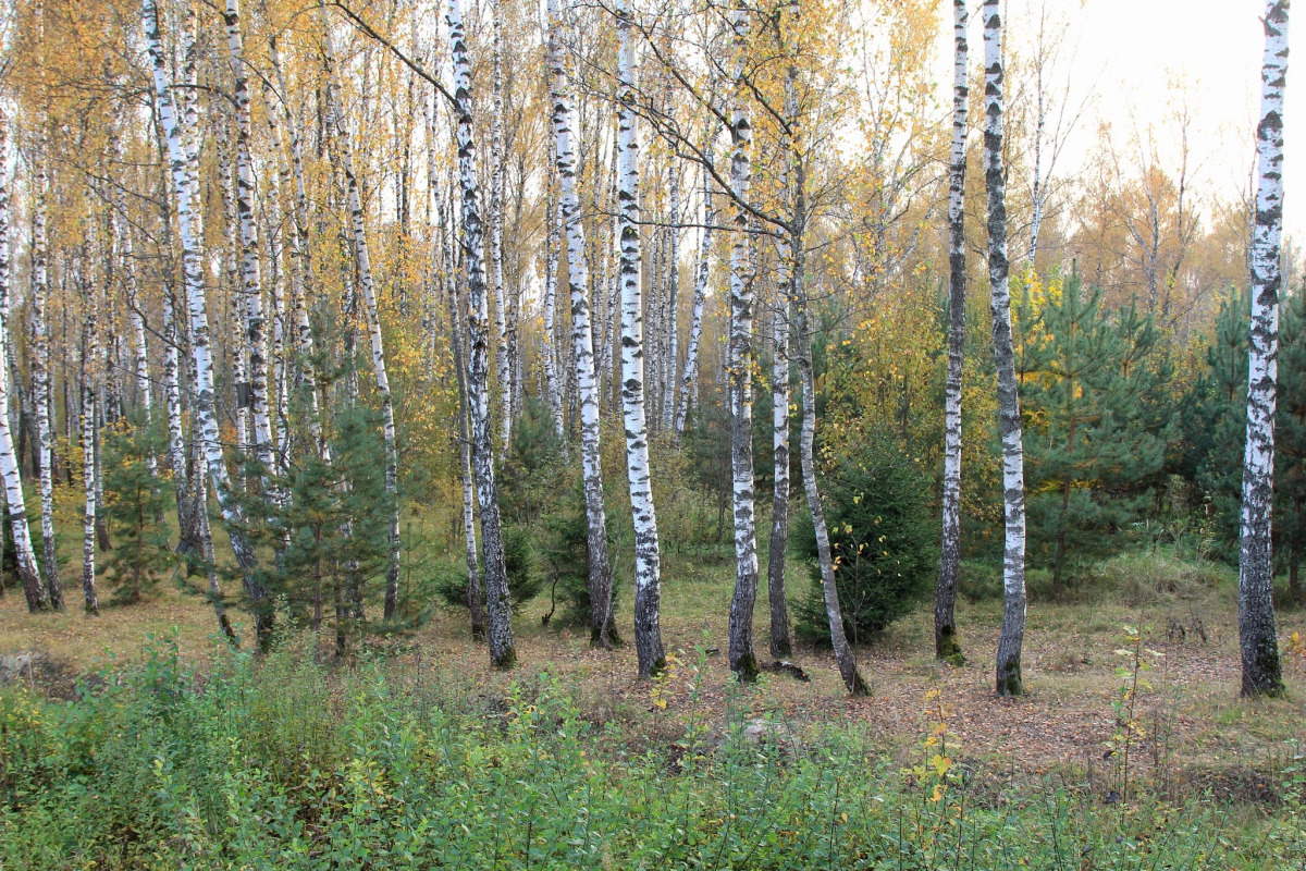 Загородный клуб Владимир