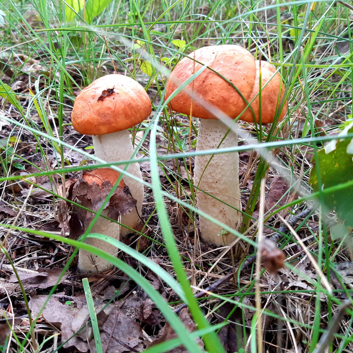 Гостевой дом в деревне Чернокуново