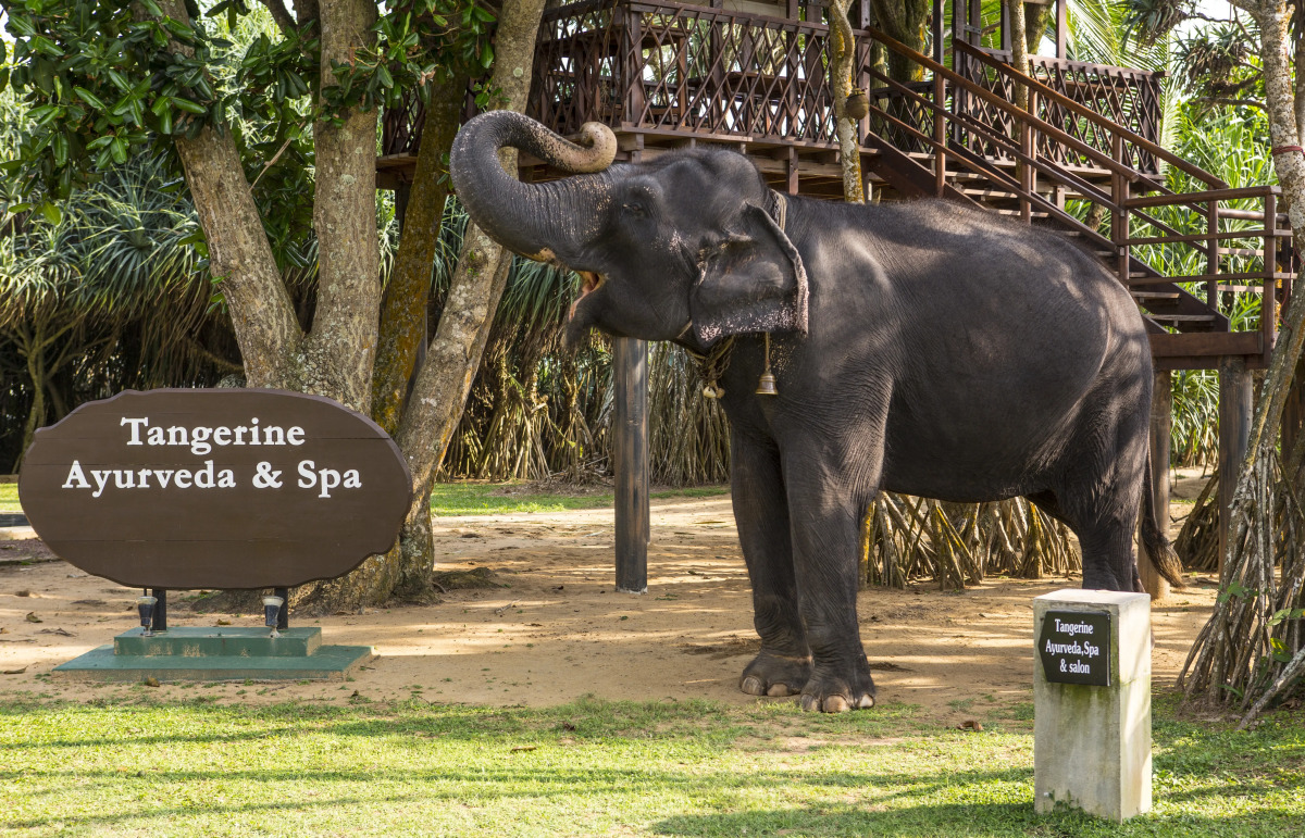 Отель Tangerine Beach