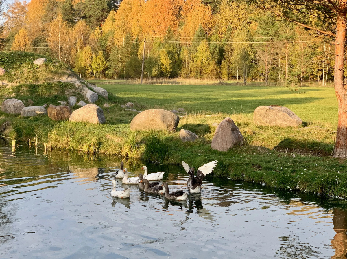 База отдыха Эко Хутор Рай Сяля