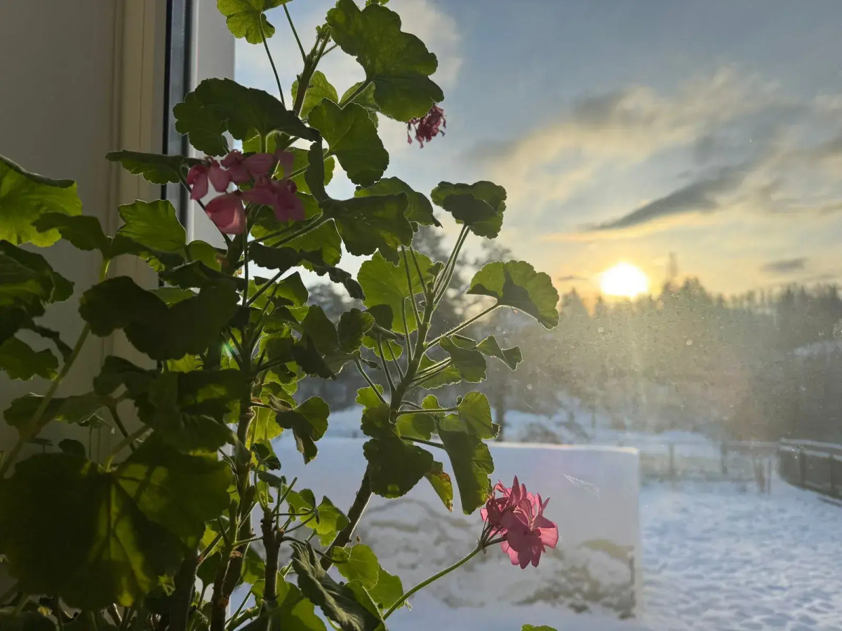 Дом у сосен