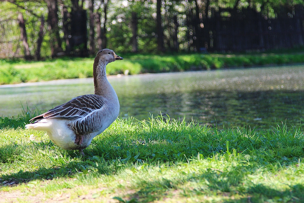 Апартаменты на Мельнице