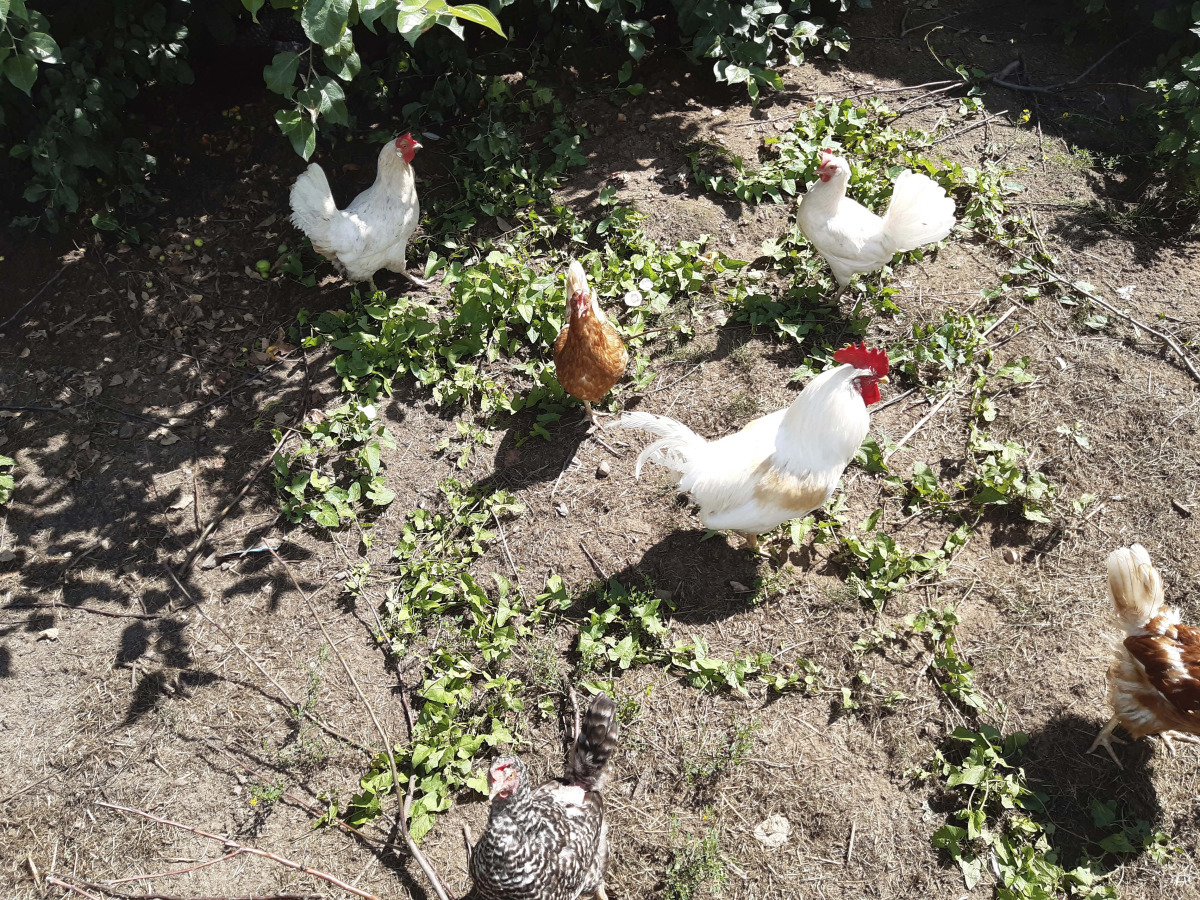 Гостевой дом в деревне Чернокуново