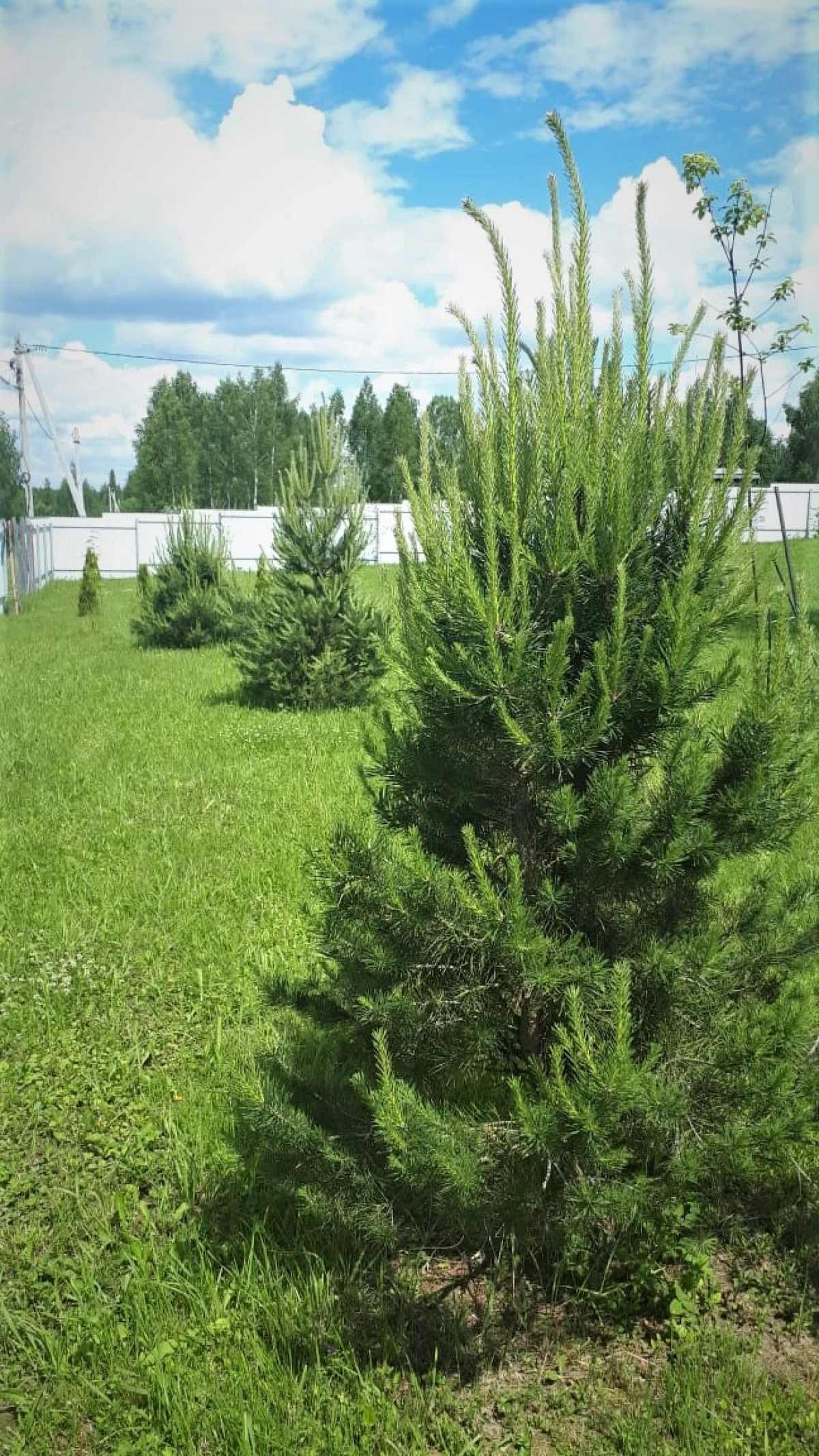 Дом баня Боярыня