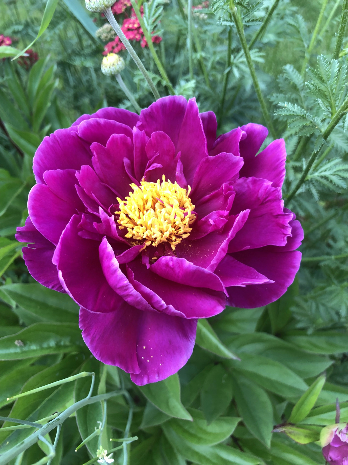 Гостевой Дом Вырицкий Мамонт