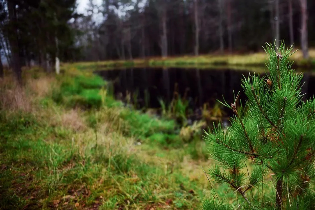 Парк-Отель Вселуг
