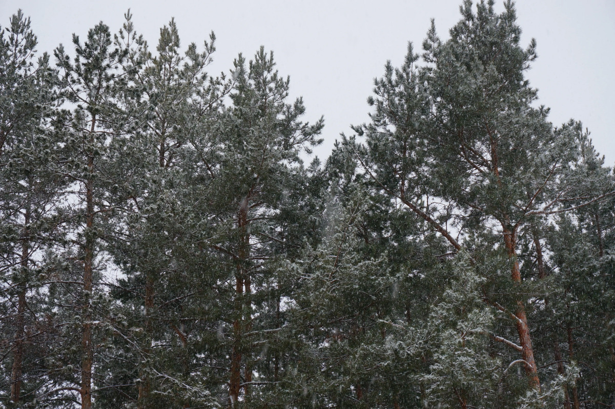 База Отдыха Черкасский Затон