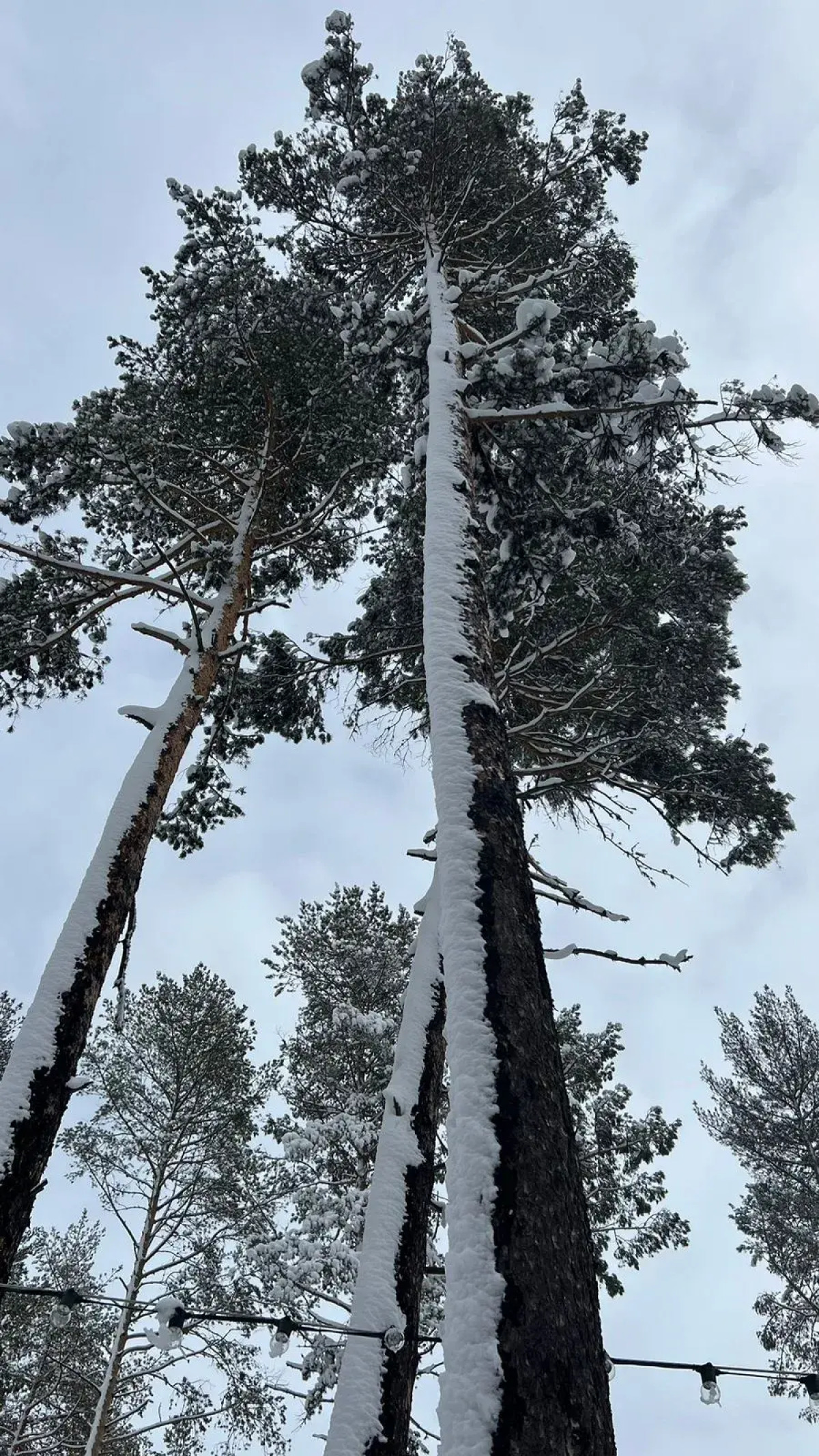 База отдыха Сосновка