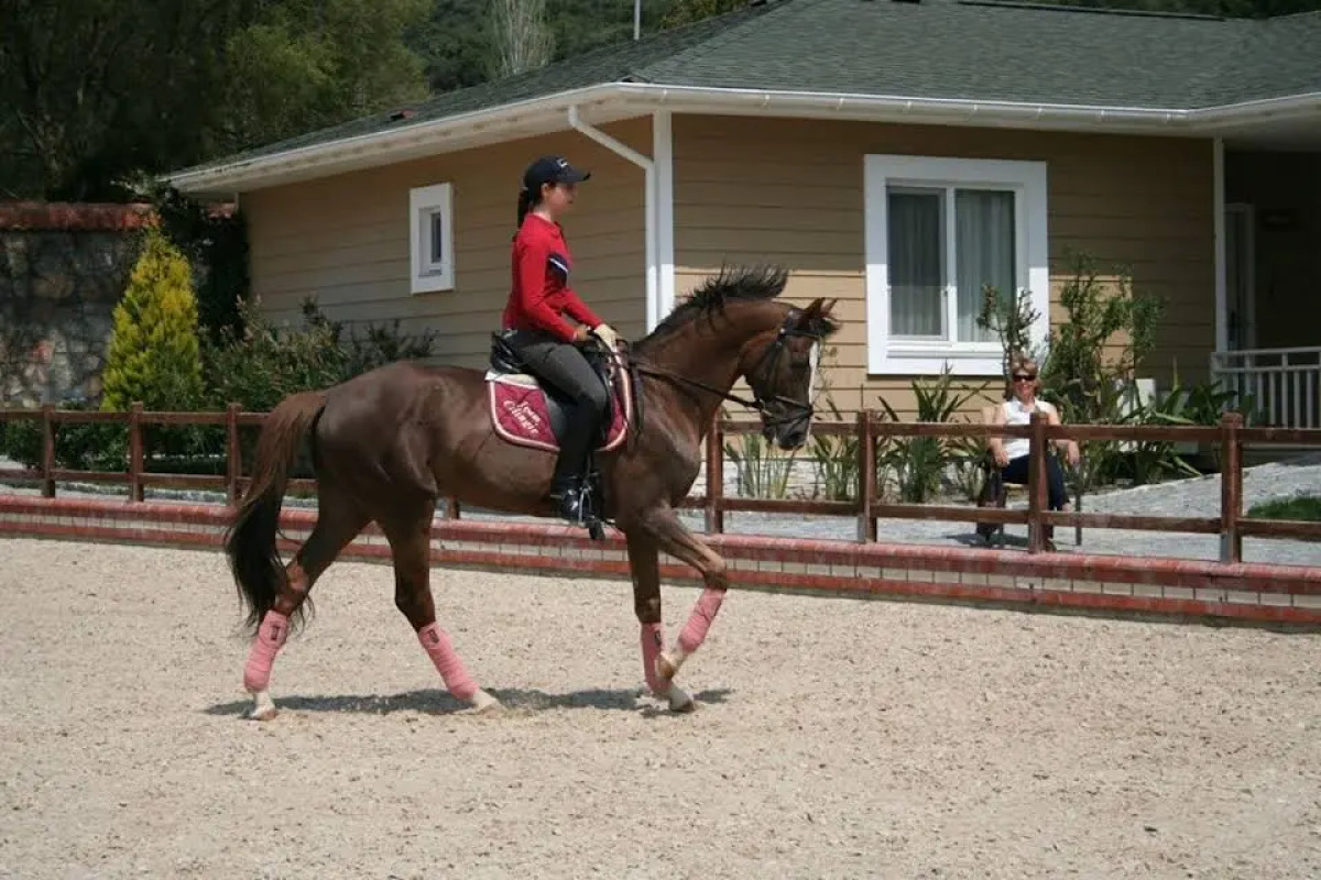 Бутик-отель Padok Premium Hotel & Stables