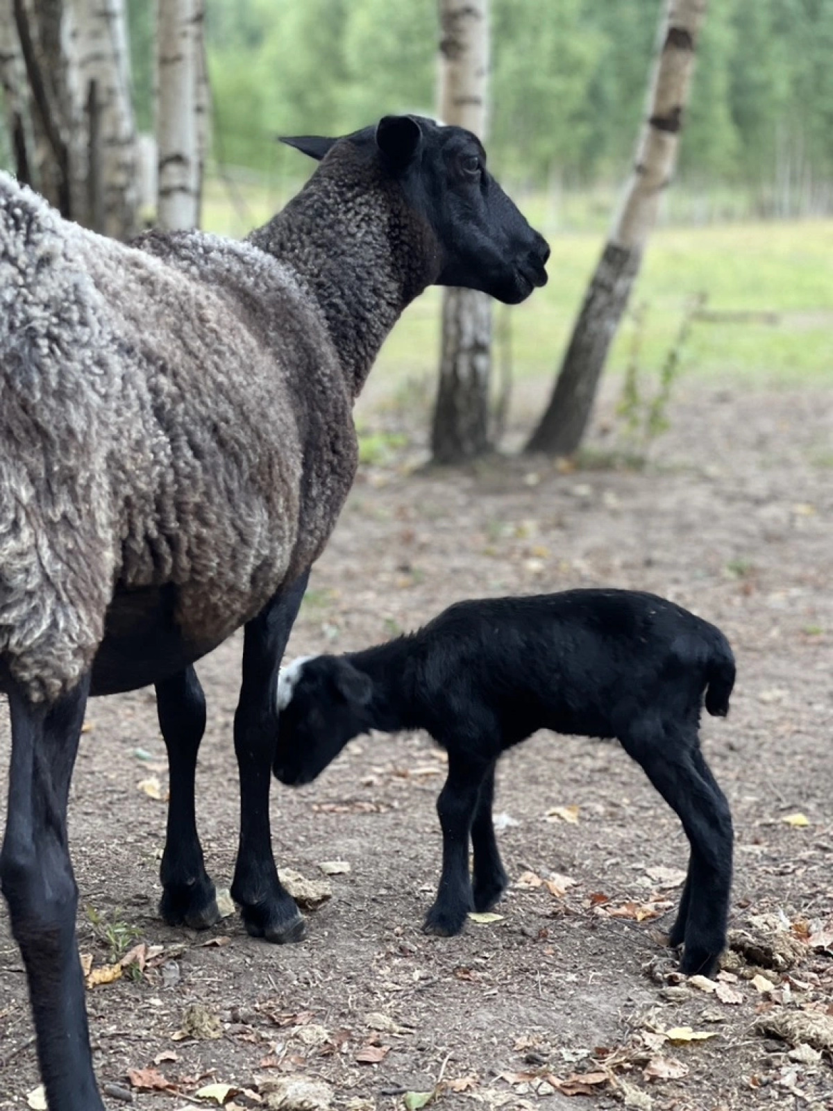 База отдыха ZAгород