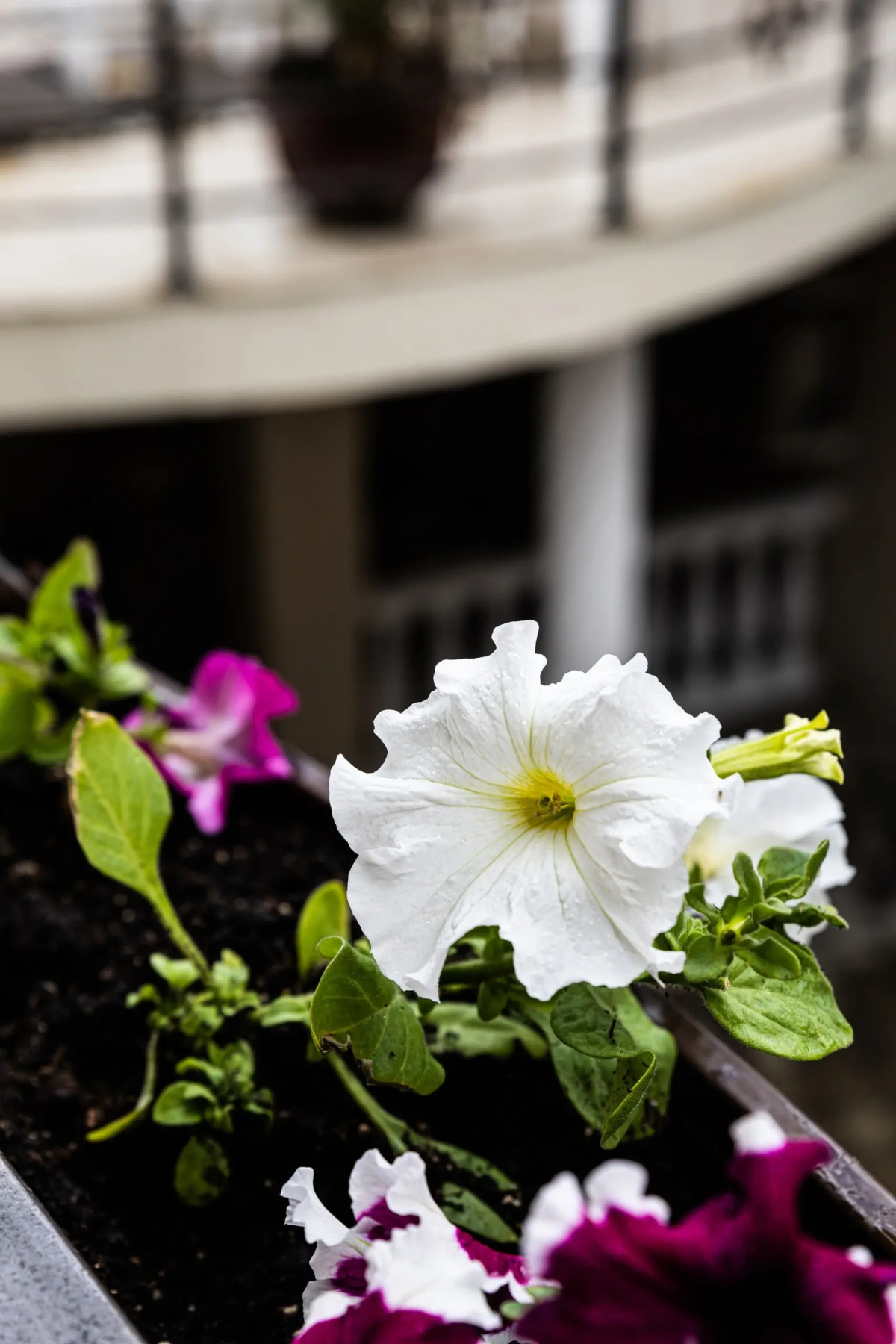 Гостевой дом Маис