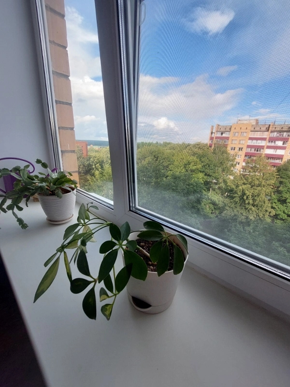 Квартира Коралл