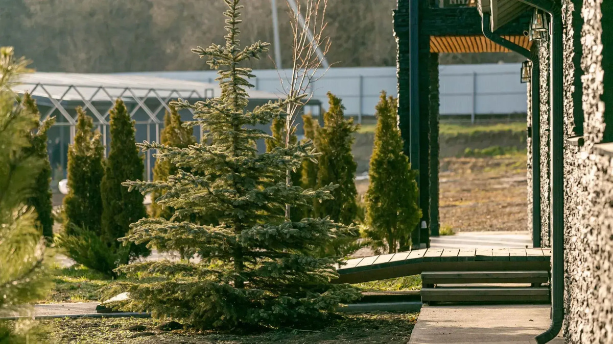 Отель Кавказский Целитель