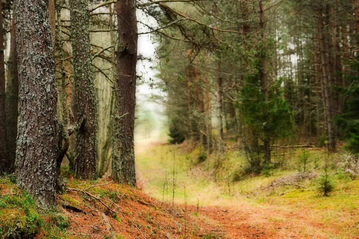 Парк-Отель Вселуг
