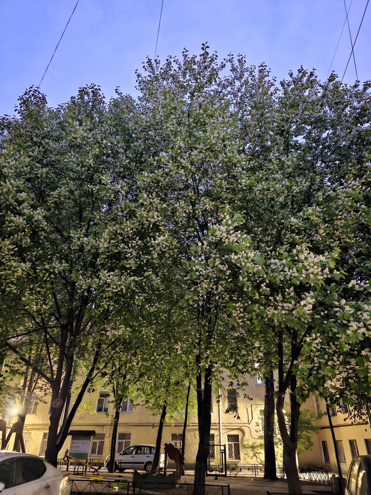 Квартира Студия Любимая Гороховая 51