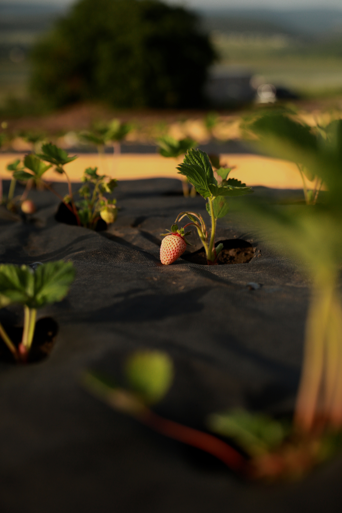 Отель Api Balaklava